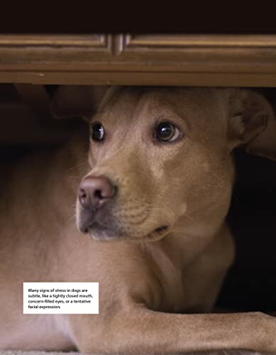 Dog lying under a table, looking out