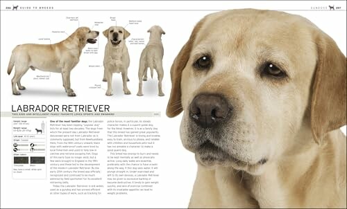 Labrador Retriever breed guide with images and descriptions.